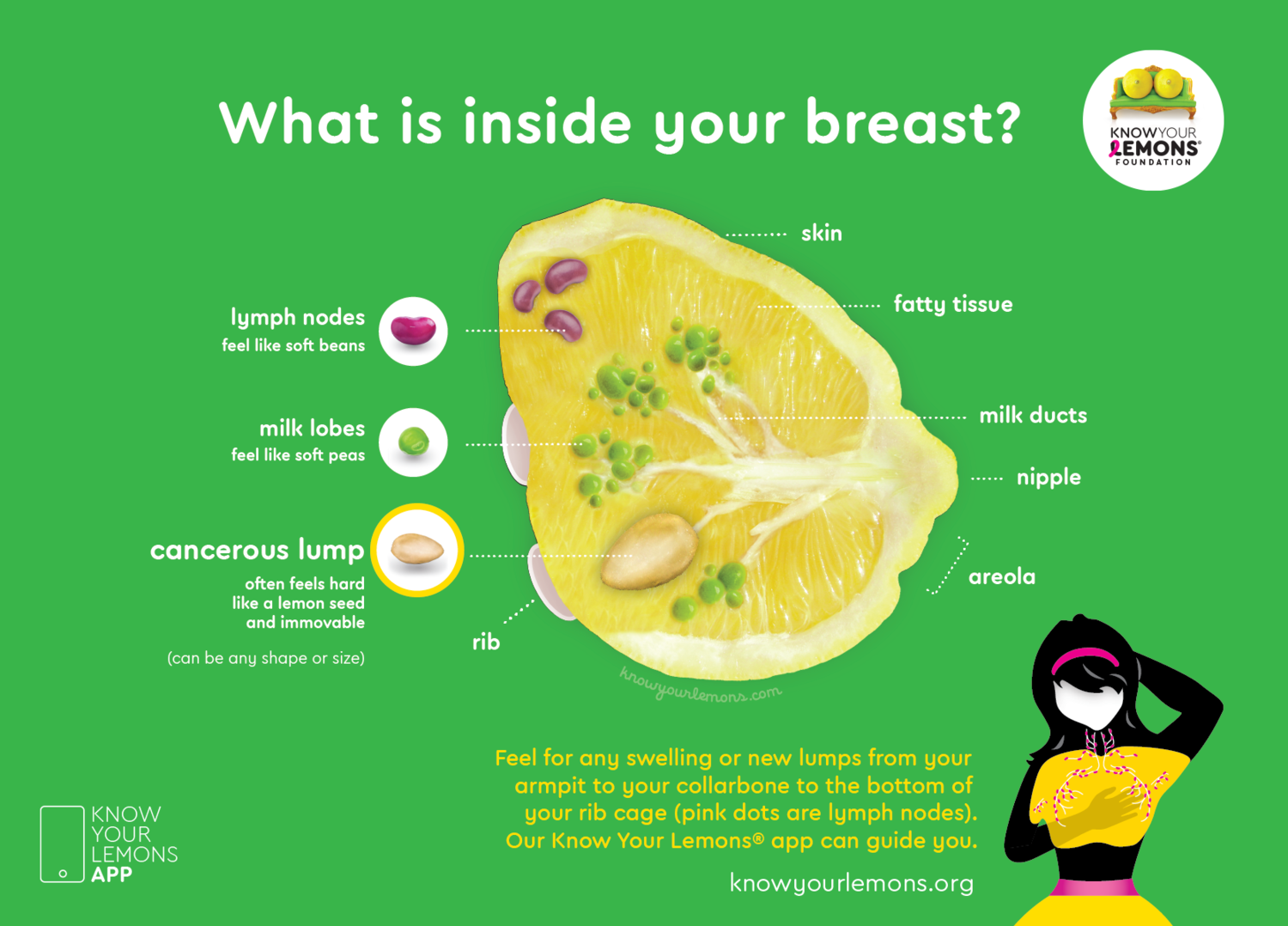 Breast anatomy